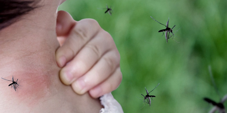 Argentina vive el mayor brote de dengue, superior al de 2016 y 2020 