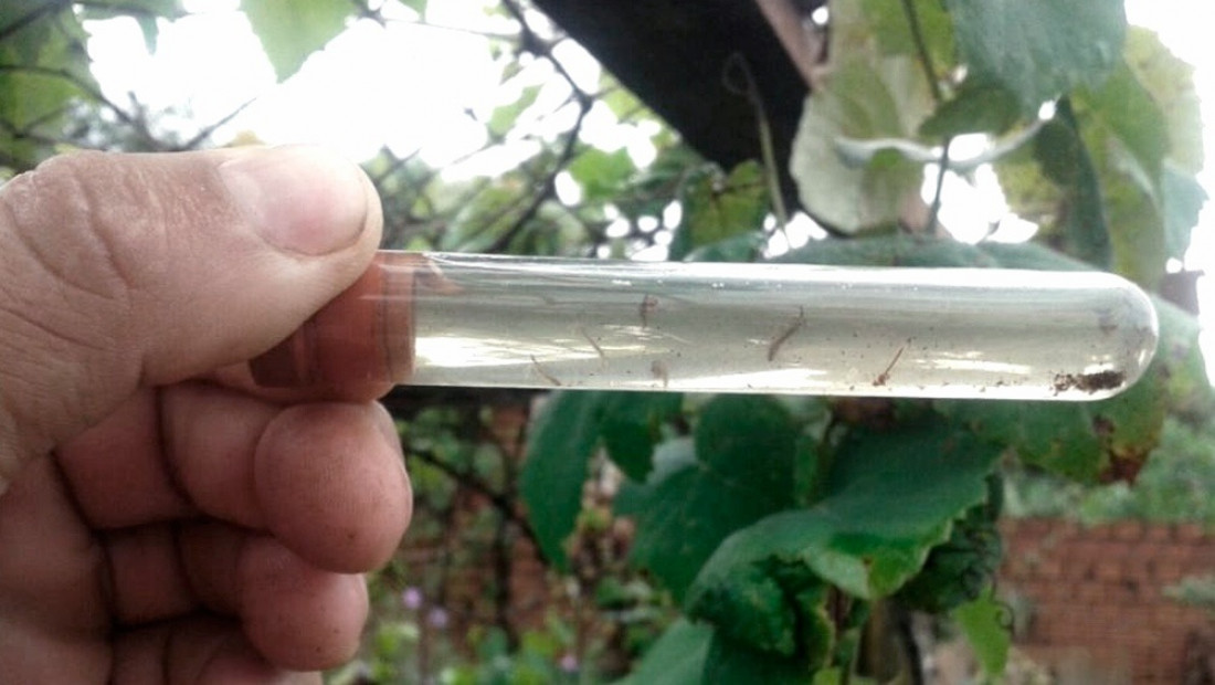 Salud advirtió sobre la circulación de nuevas variantes de dengue y chikunguña 