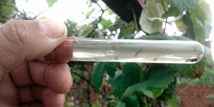 Salud advirtió sobre la circulación de nuevas variantes de dengue y chikunguña 