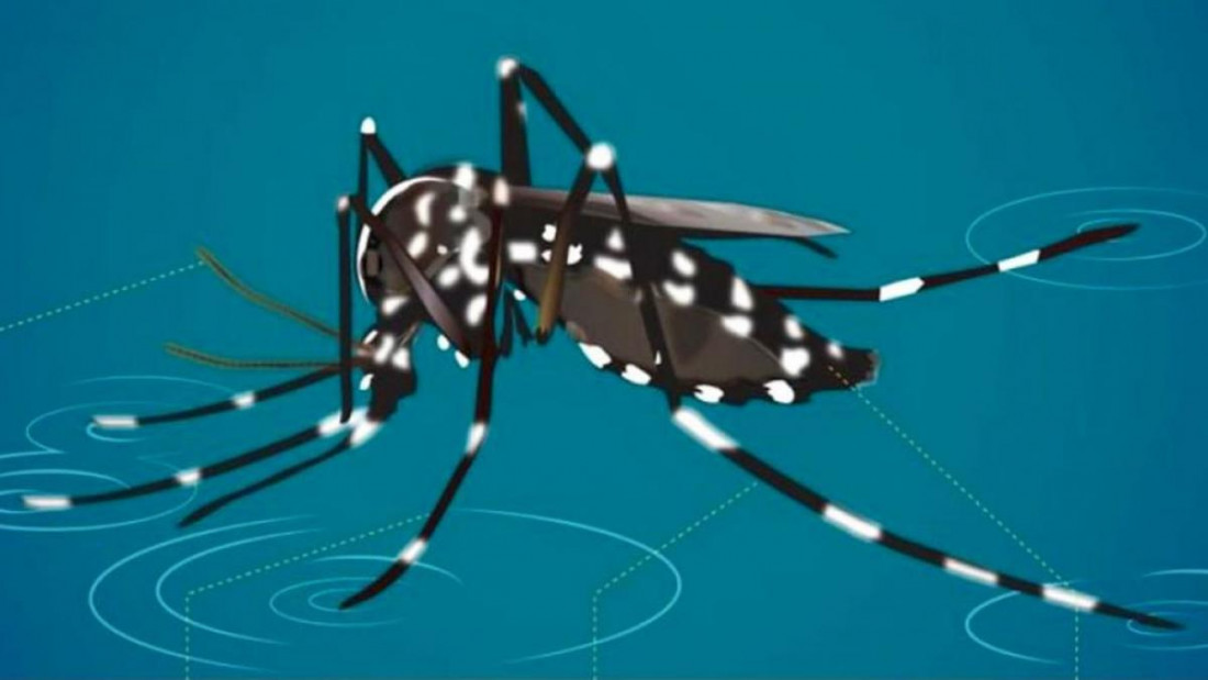 Los detalles de la vacuna contra el dengue, una esperanza para prevenir la enfermedad