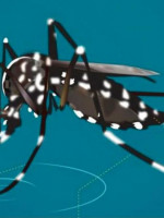 Los detalles de la vacuna contra el dengue, una esperanza para prevenir la enfermedad