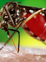Confirmaron nuevos casos de dengue en la provincia