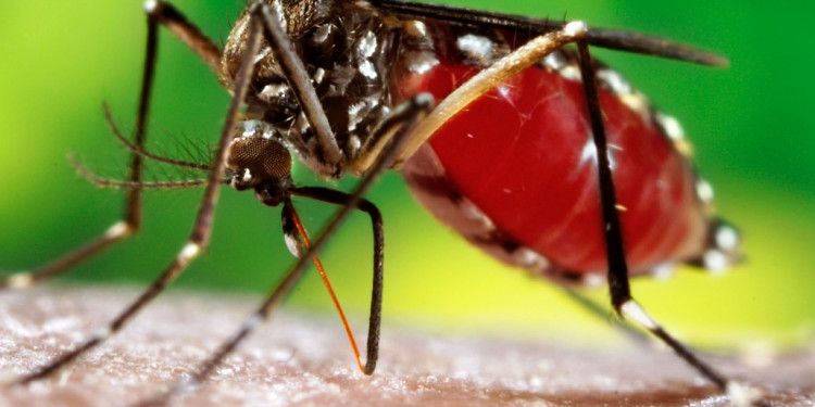 Confirmaron nuevos casos de dengue en la provincia