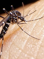 "El tema del dengue es preocupante"
