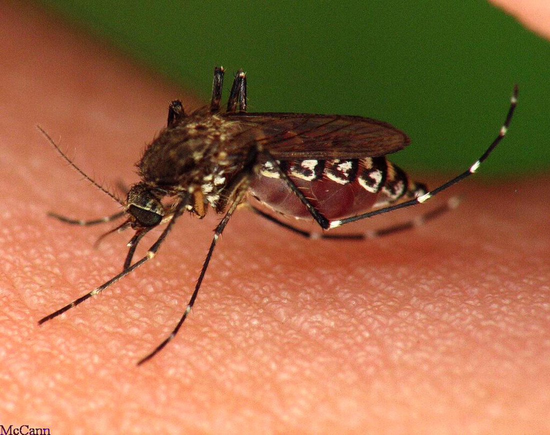 Crece la preocupación por casos de dengue en Argentina