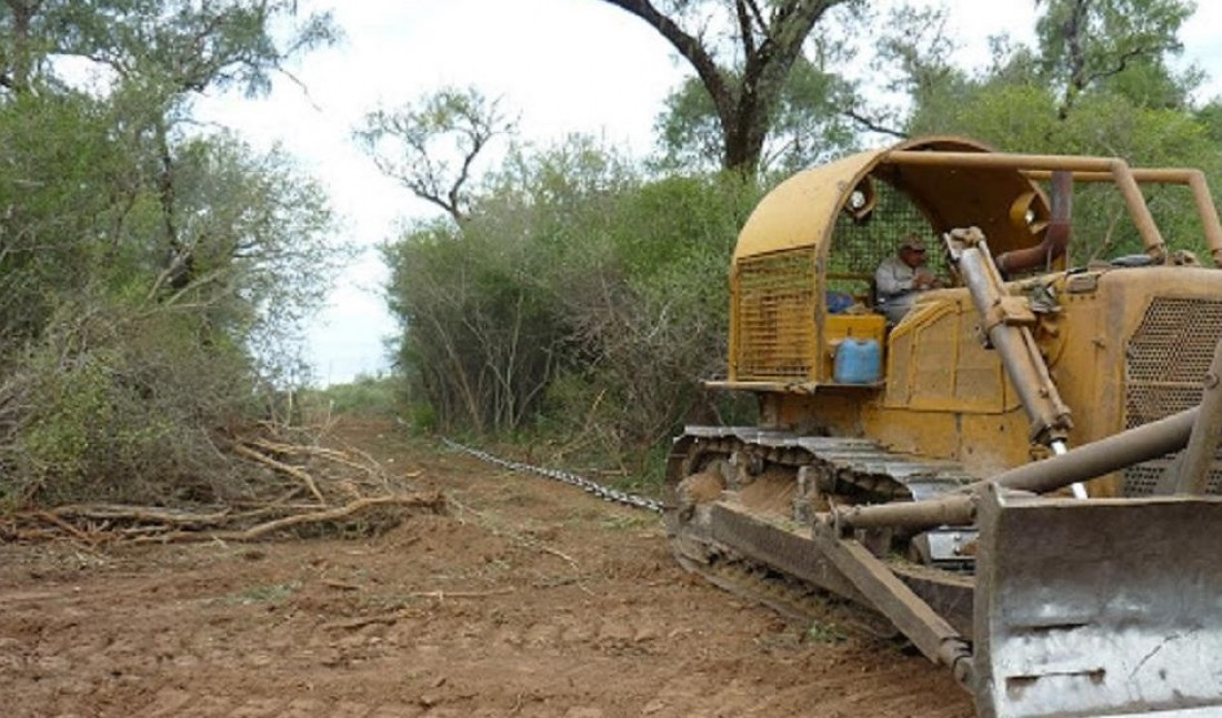 Desmonte: el norte argentino perdió 110 180 hectáreas de bosques nativos