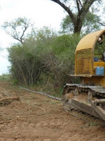 Desmonte: el norte argentino perdió 110 180 hectáreas de bosques nativos
