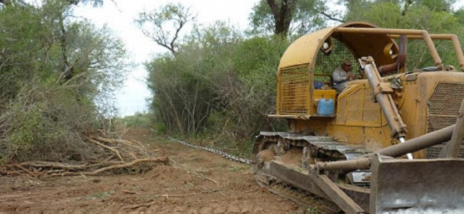 Desmonte: el norte argentino perdió 110 180 hectáreas de bosques nativos