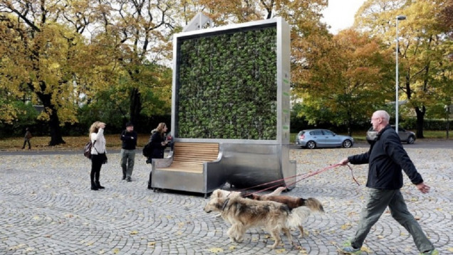 imagen El árbol que absorbe la contaminación del aire como si fuera un bosque