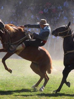 Día del Animal: repudian el proyecto que busca declarar a las destrezas criollas como deporte provincial