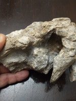 Encuentran manos y patas completos y articulados de un animal que vivió hace 500.000 años