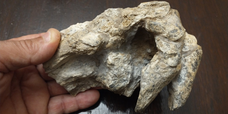 Encuentran manos y patas completos y articulados de un animal que vivió hace 500.000 años