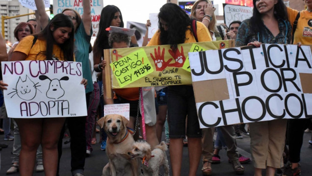 imagen Perspectiva animalista: piden nuevas leyes y que las penas por maltrato sean más duras