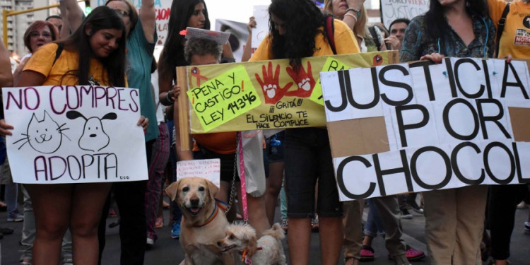 Perspectiva animalista: piden nuevas leyes y que las penas por maltrato sean más duras