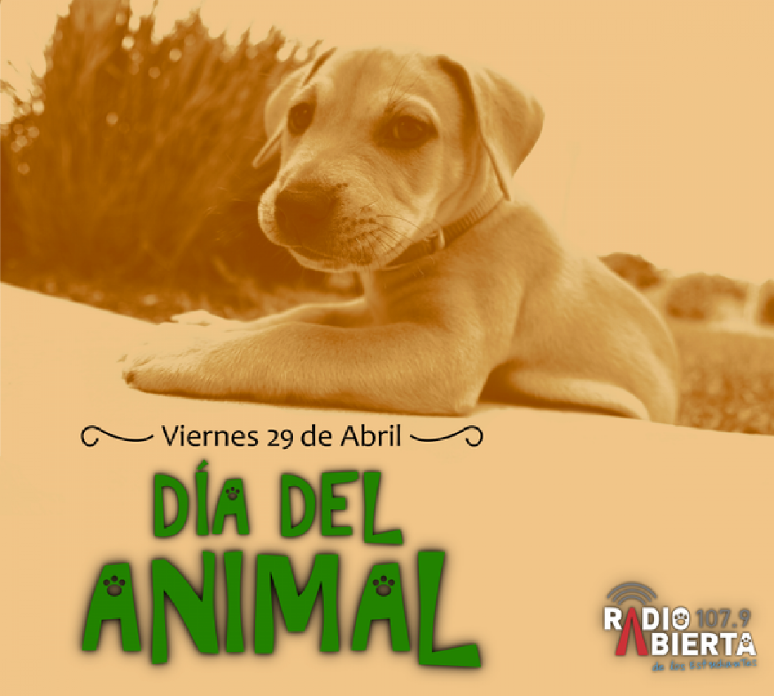 Día del animal: ¿cómo estamos en materia proteccionista?