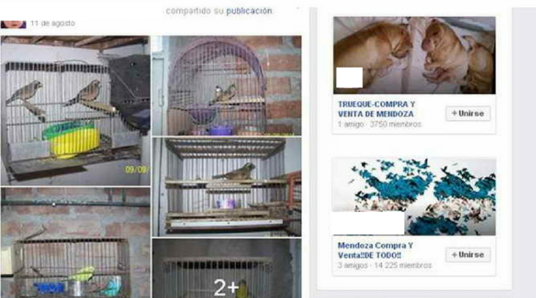 Fundación Cullunche intimó a Facebook para poder denunciar a traficantes de animales