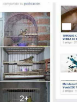 Fundación Cullunche intimó a Facebook para poder denunciar a traficantes de animales