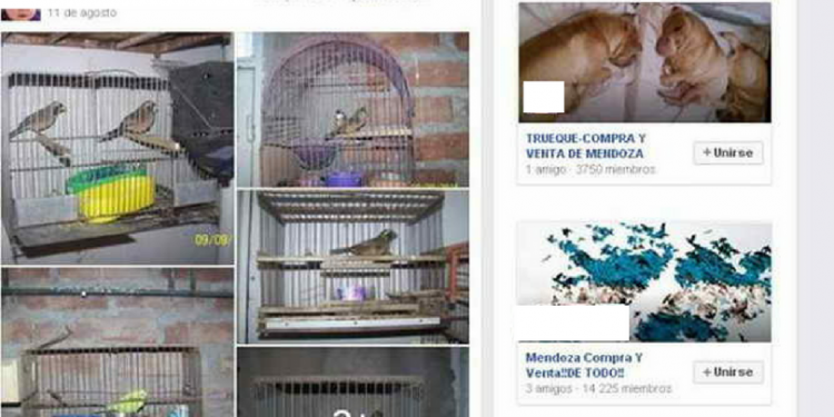Fundación Cullunche intimó a Facebook para poder denunciar a traficantes de animales