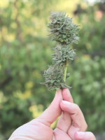 Mamá Cultiva: una experiencia nacida de la desesperación