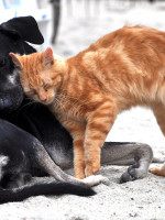 En detalle: cuáles son los principales puntos del proyecto de Ley de Bienestar Animal