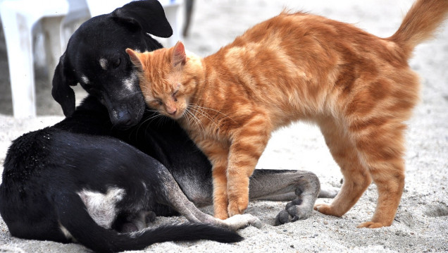 imagen En detalle: cuáles son los principales puntos del proyecto de Ley de Bienestar Animal