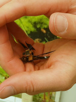 El dron más pequeño del mundo es una libélula "cíborg"