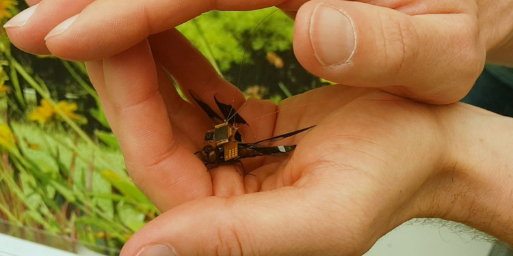 El dron más pequeño del mundo es una libélula "cíborg"