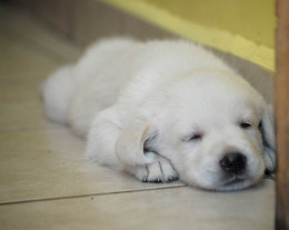 imagen Un cachorro durmiendo.