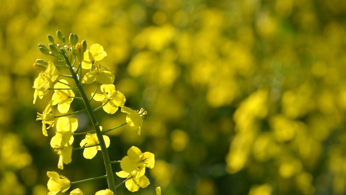 El aceite de colza es el nuevo oro negro ecológico