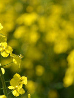 El aceite de colza es el nuevo oro negro ecológico