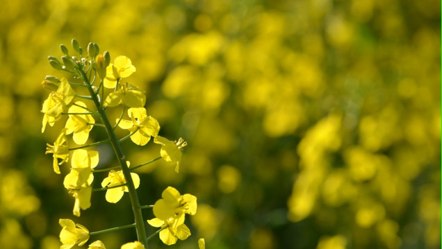 imagen El aceite de colza es el nuevo oro negro ecológico