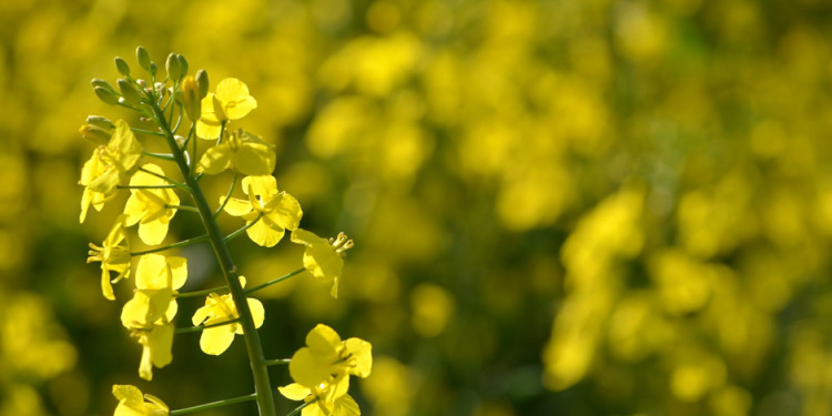 El aceite de colza es el nuevo oro negro ecológico