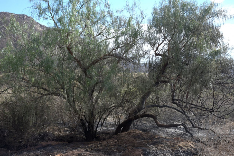 imagen Imágenes: tarea contrarreloj para apagar los incendios