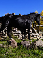 Cómo se fabrica el "tanque" andino