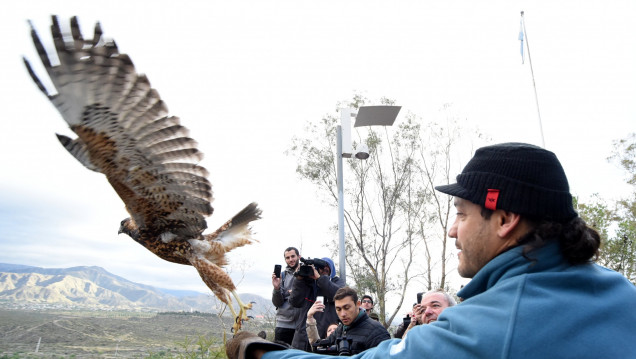 imagen Liberaron 60 aves
