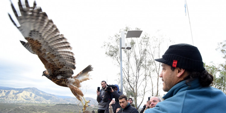 Liberaron 60 aves