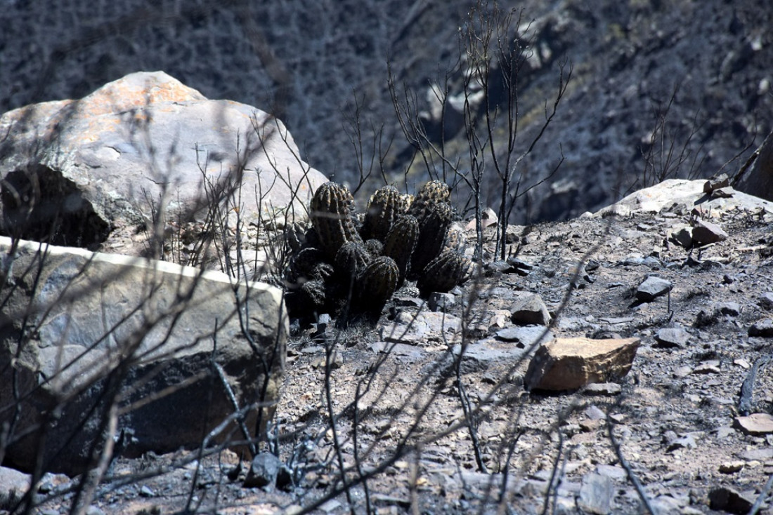 Fotogalería: así quedó el Cerro Arco tras el incendio