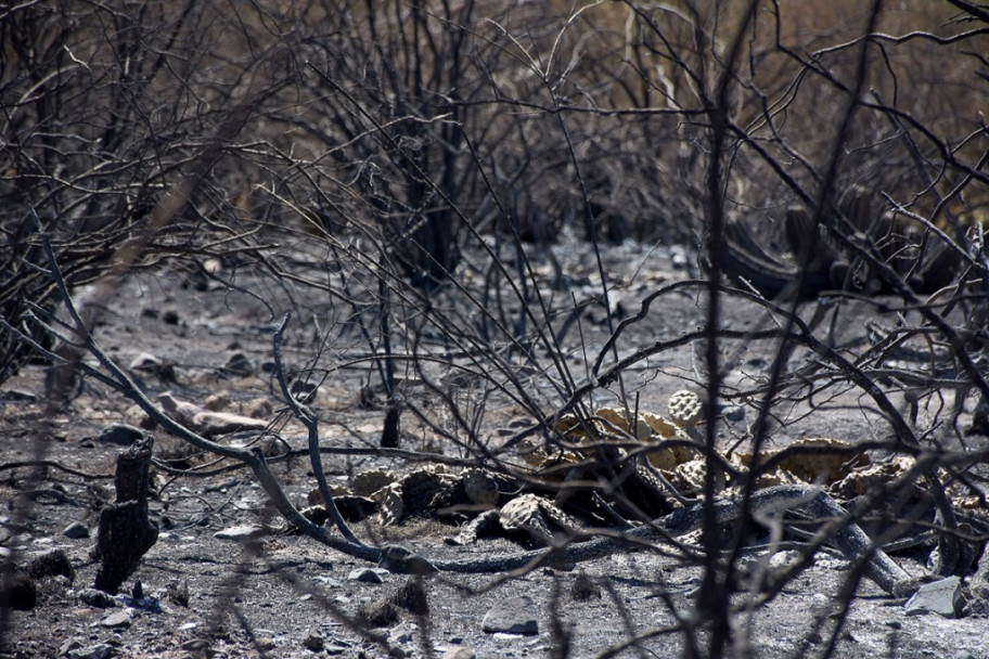 imagen Fotogalería: así quedó el Cerro Arco tras el incendio