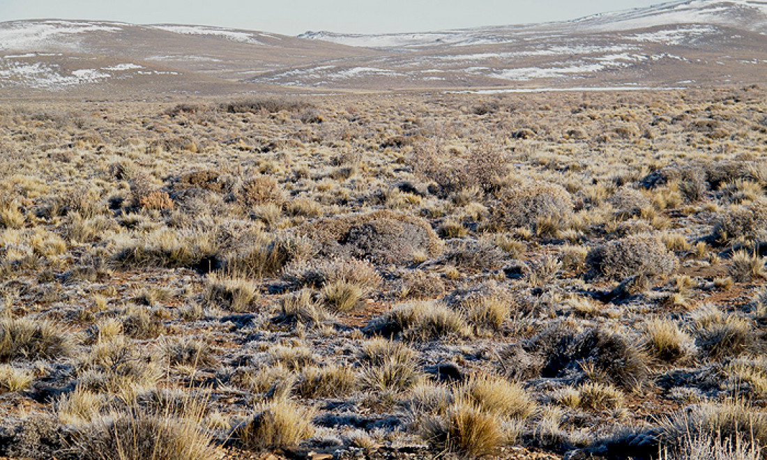 Las gramíneas nativas forrajeras 