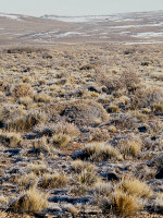 Las gramíneas nativas forrajeras 