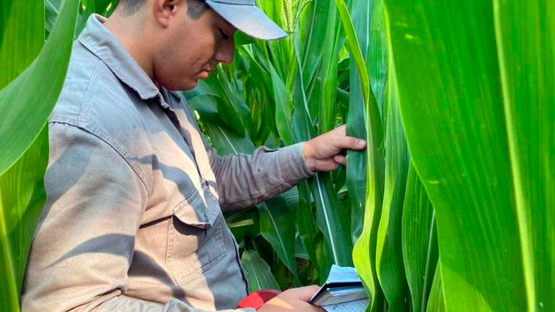 Agua oxigenada para cuidar los cultivos de maíz, un proyecto universitario que sorprende en el NEA