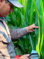 Agua oxigenada para cuidar los cultivos de maíz, un proyecto universitario que sorprende en el NEA