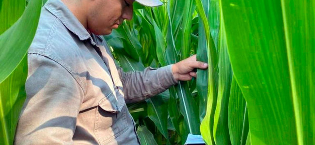 Agua oxigenada para cuidar los cultivos de maíz, un proyecto universitario que sorprende en el NEA