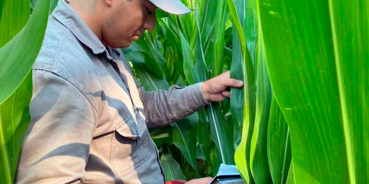 Agua oxigenada para cuidar los cultivos de maíz, un proyecto universitario que sorprende en el NEA