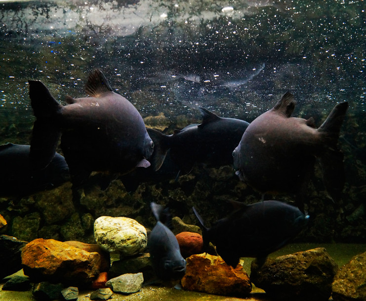 imagen El acuario de Mendoza es el más antiguo del país 