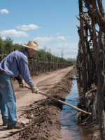 ¿Qué factores determinan el precio de una finca cultivada en la cuenca del río Mendoza?