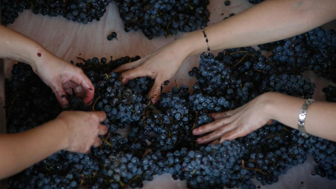 Crece el potencial del Bonarda, segunda variedad de uva tinta con más producción en el país