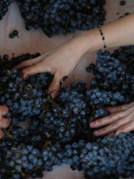 Crece el potencial del Bonarda, segunda variedad de uva tinta con más producción en el país