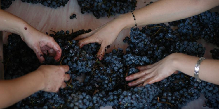 Crece el potencial del Bonarda, segunda variedad de uva tinta con más producción en el país
