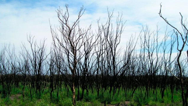 imagen En los últimos 39 años se ha quemado la mayor parte del desierto del sudeste de Mendoza